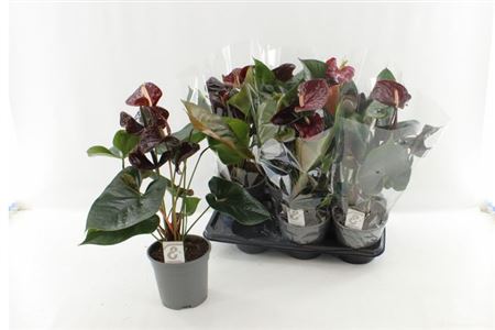 Горшечные цветы и растения оптом Anthu Fl Tranquillo 4+ P17 от 6шт из Голландии с доставкой по России