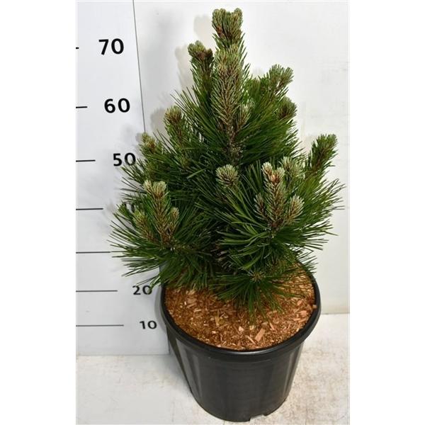 Горшечные цветы и растения оптом Pinus Heldreichii Little Dracula от 1шт из Голландии с доставкой по России