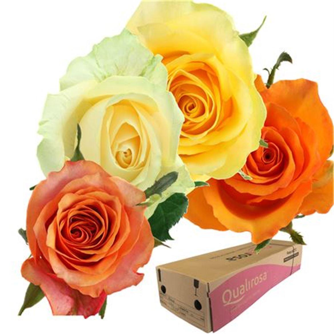 Срезанные цветы оптом Rosa large buttercup от 370шт из Голландии с доставкой по России