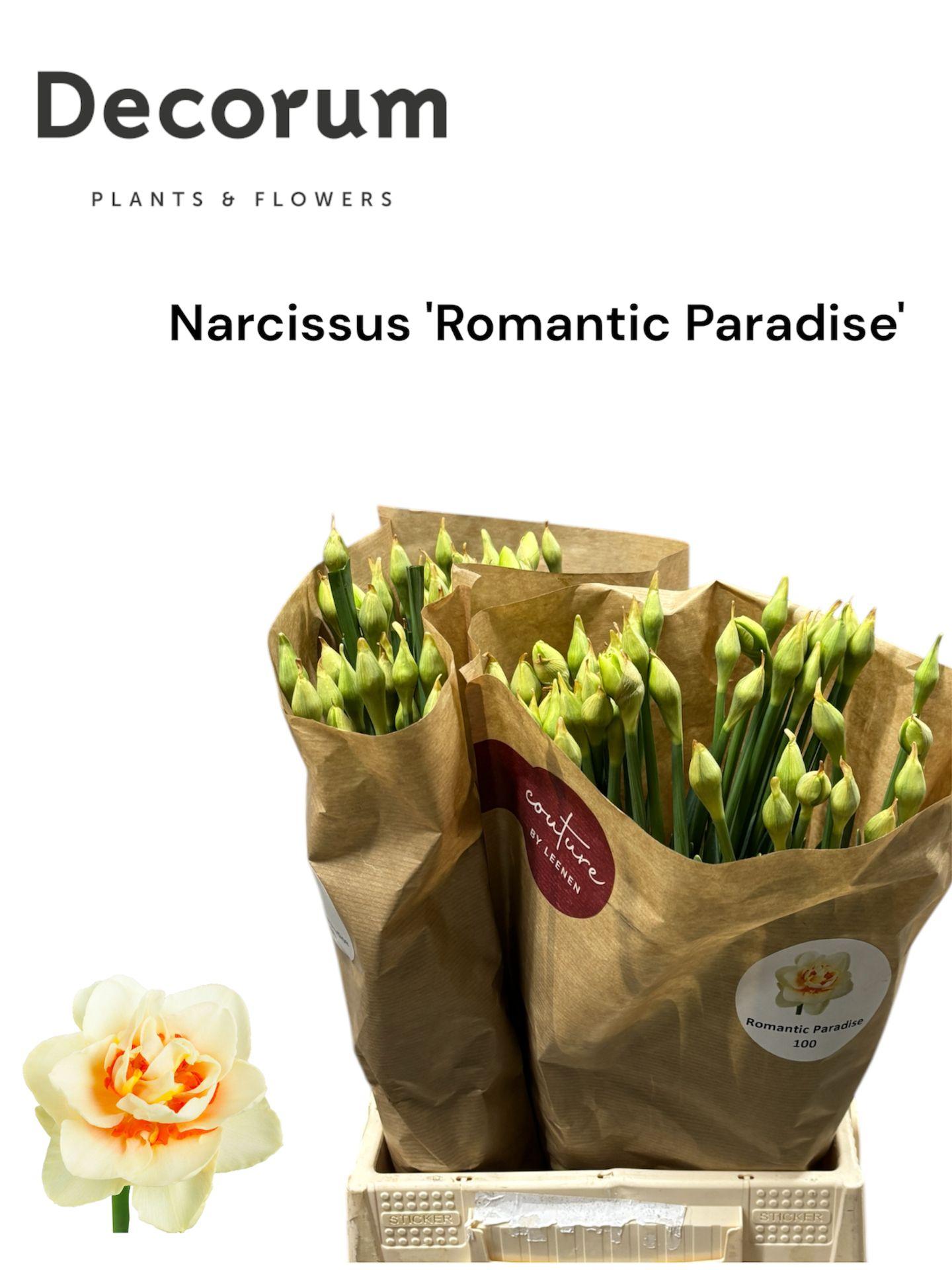 Срезанные цветы оптом Narcissus do romantic paradise от 100шт из Голландии с доставкой по России