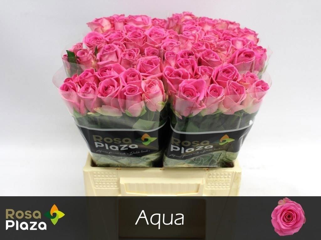 Срезанные цветы оптом Rosa large aqua! от 80шт. из Голландии с доставкой по России