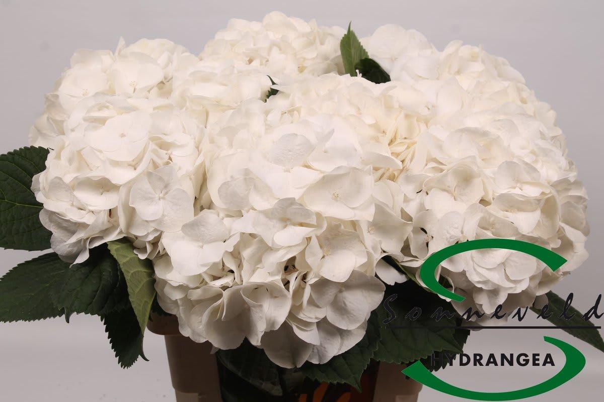 Срезанные цветы оптом Hydrangea white marsepein от 10шт из Голландии с доставкой по России