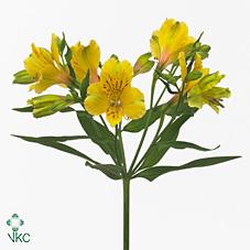 Срезанные цветы оптом Alstroemeria lemon от 80шт из Голландии с доставкой по России