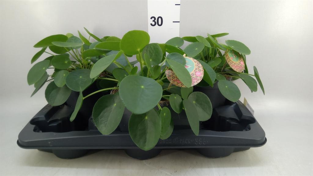 Горшечные цветы и растения оптом Pilea Peperomioides от 3шт из Голландии с доставкой по России