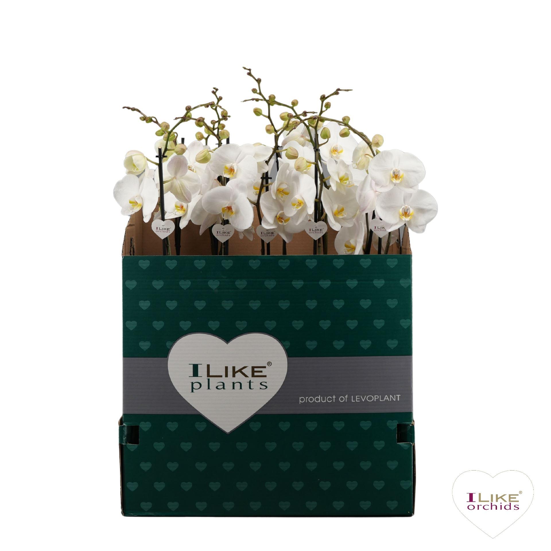 Горшечные цветы и растения оптом Phalaenopsis   ...white от 12шт из Голландии с доставкой по России