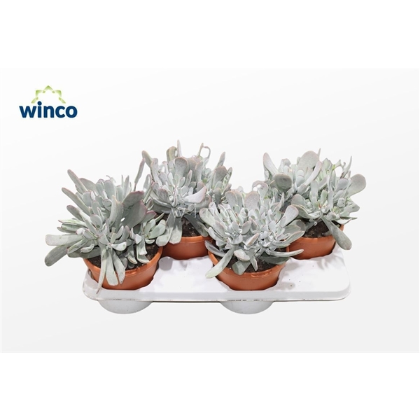 Горшечные цветы и растения оптом Cotyledon Orbiculata Hybride от 4шт из Голландии с доставкой по России