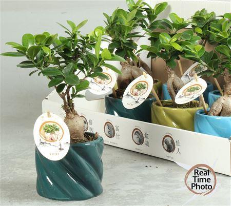 Горшечные цветы и растения оптом Fic Mi Ginseng Deco от 8шт из Голландии с доставкой по России