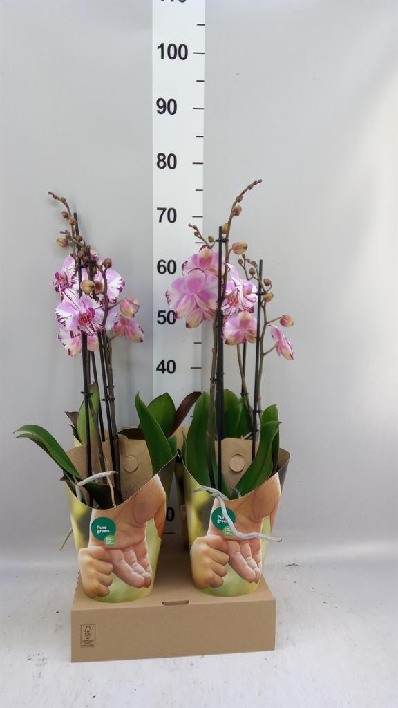 Горшечные цветы и растения оптом Phalaenopsis fc Magic Art от 4шт из Голландии с доставкой по России