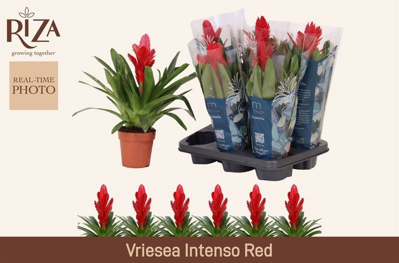 Горшечные цветы и растения оптом Vries Intenso Red от 6шт из Голландии с доставкой по России
