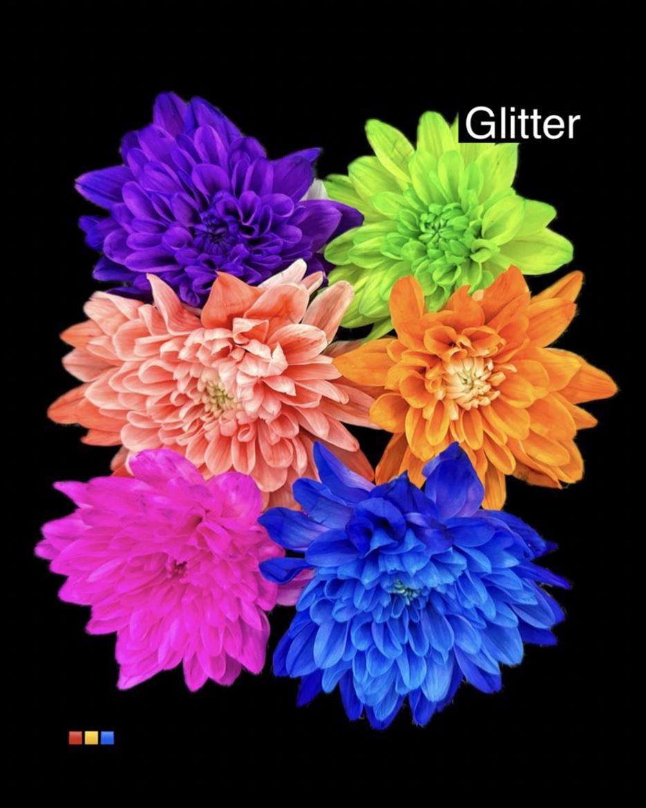 Срезанные цветы оптом Chrys sp paint baltica violet + glitter от 30шт из Голландии с доставкой по России