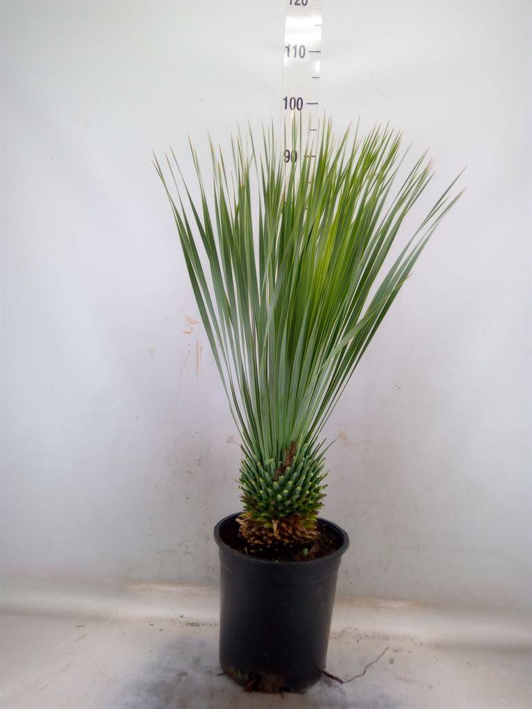 Горшечные цветы и растения оптом Yucca Rostrata от 1шт из Голландии с доставкой по России