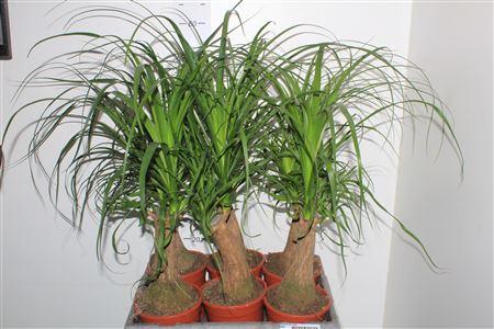 Горшечные цветы и растения оптом Beaucarnea Recur от 6шт из Голландии с доставкой по России