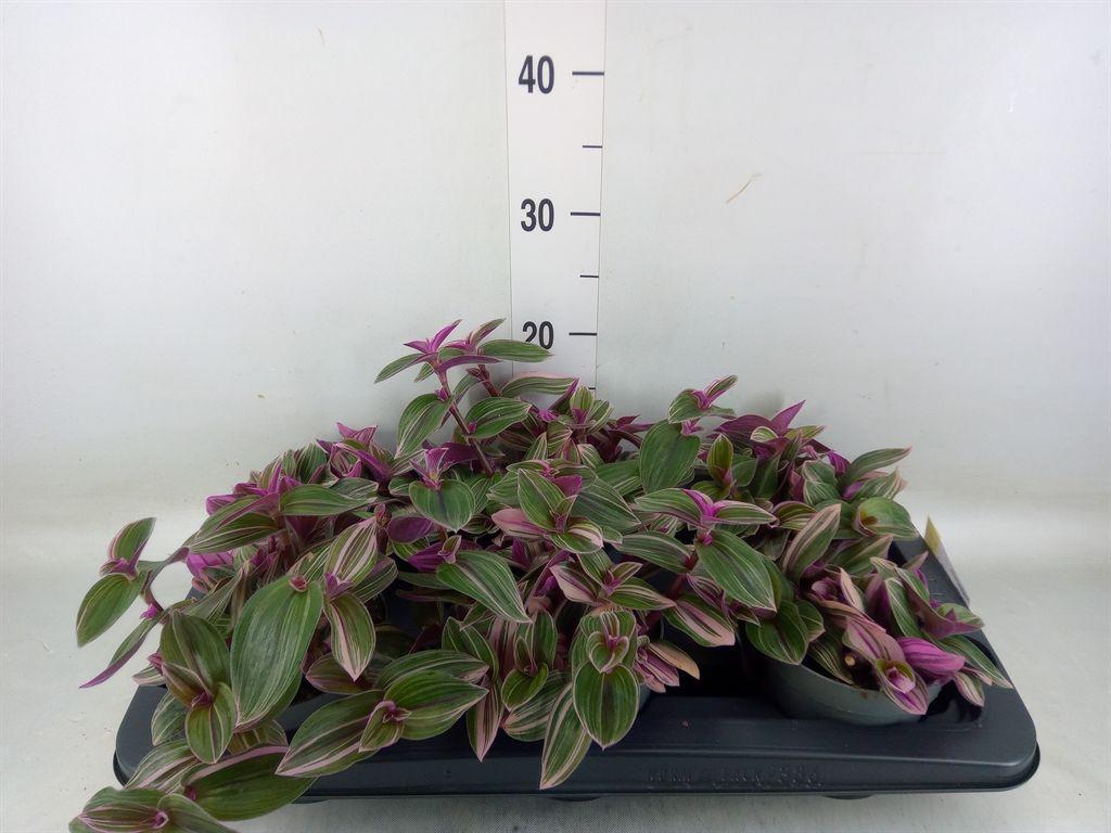 Горшечные цветы и растения оптом Tradescantia   ... от 6шт из Голландии с доставкой по России