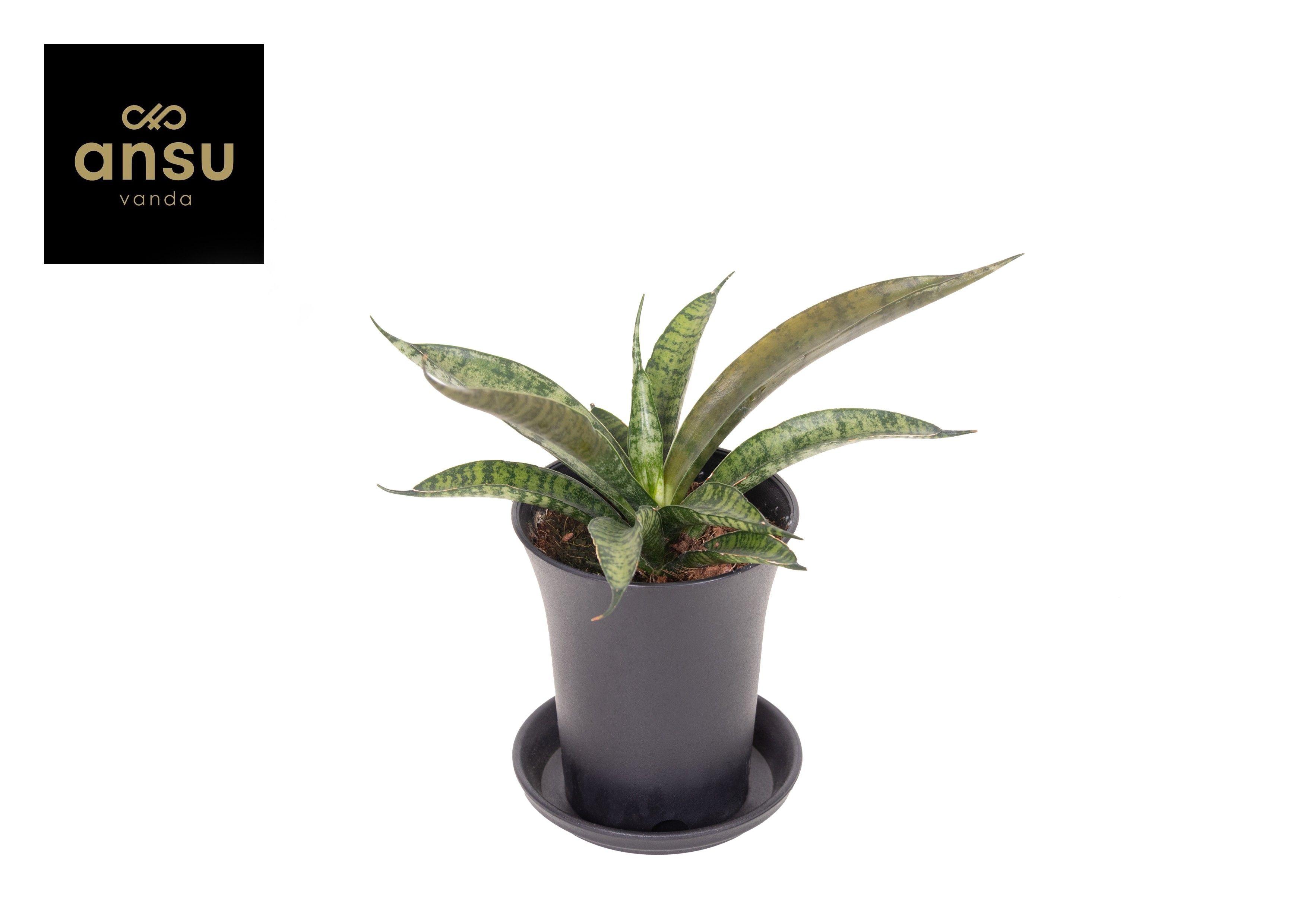 Горшечные цветы и растения оптом Sansevieria Comet Rocky Mountain от 9шт (для телеги) из Голландии с доставкой по России