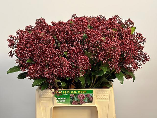 Срезанные цветы оптом Skimmia rubella per bunch от 10шт из Голландии с доставкой по России