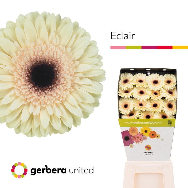 Срезанные цветы оптом Gerbera diamond eclair от 15шт из Голландии с доставкой по России