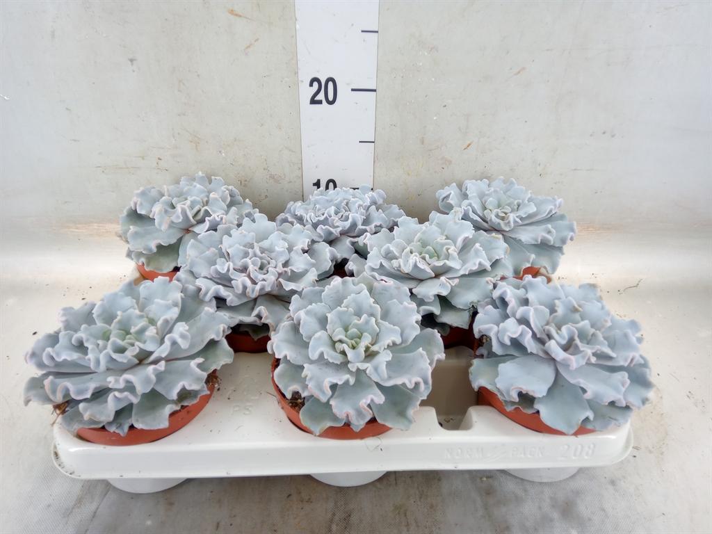 Горшечные цветы и растения оптом Echeveria   ... от 8шт'' из Голландии с доставкой по России
