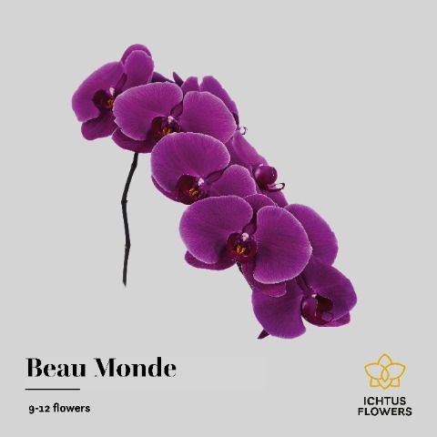 Срезанные цветы оптом Phalaenopsis beau monde (per stem) от 6шт.. из Голландии с доставкой по России