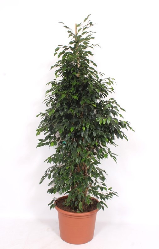 Горшечные цветы и растения оптом Ficus Danielle от 1шт из Голландии с доставкой по России