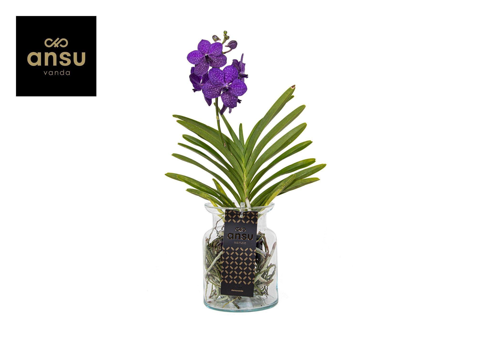 Горшечные цветы и растения оптом Vanda Bose Blue от 6шт из Голландии с доставкой по России