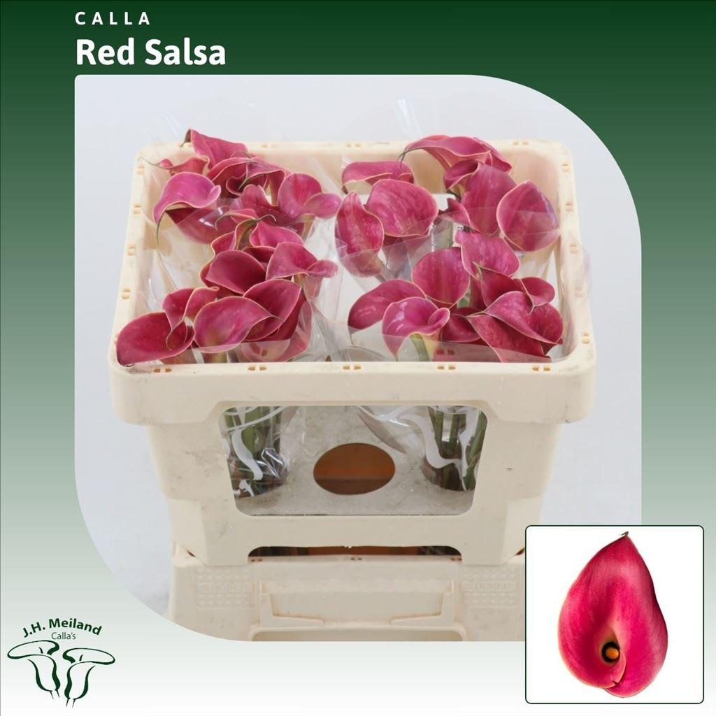 Срезанные цветы оптом Zantedeschia red salsa от 40шт из Голландии с доставкой по России