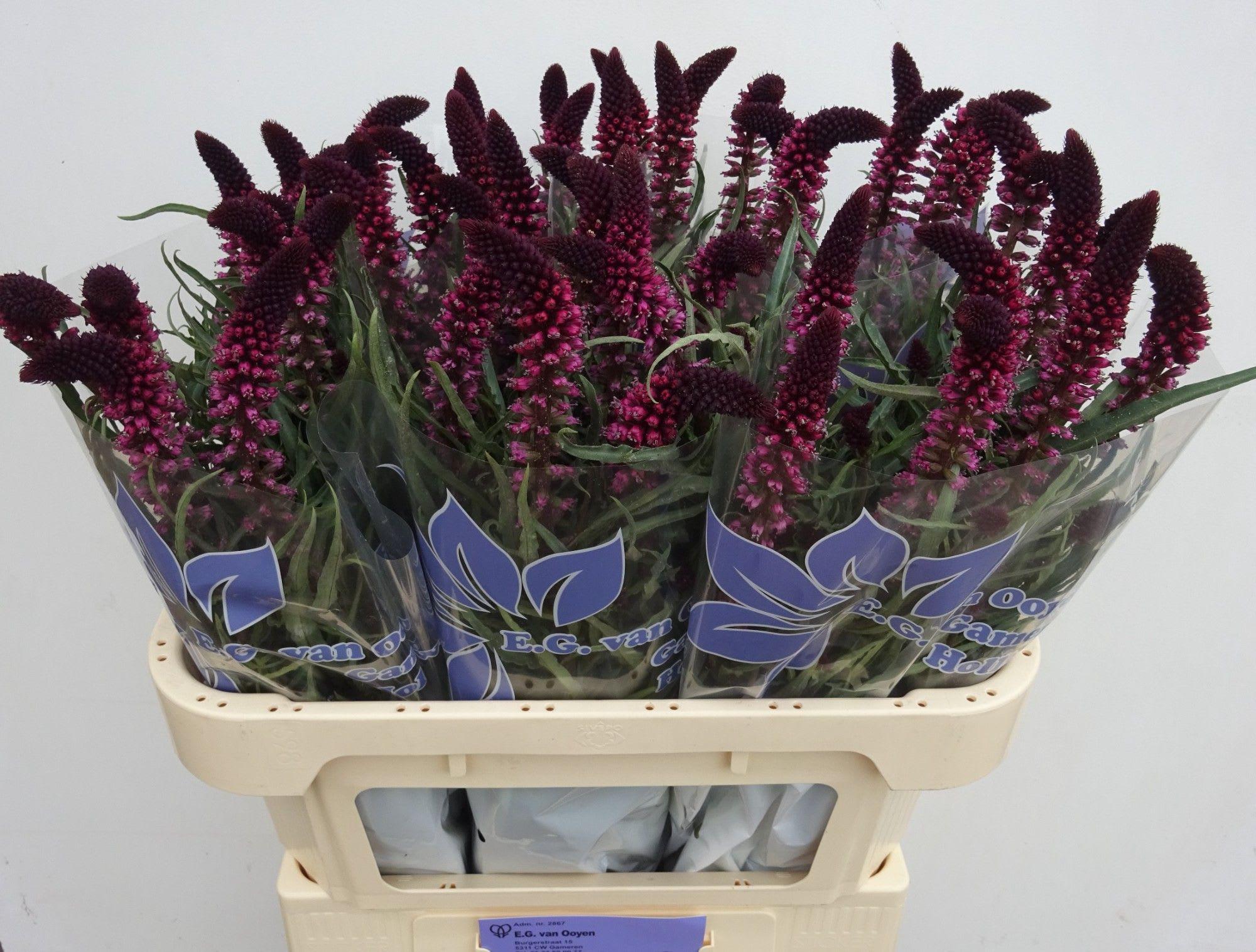 Срезанные цветы оптом Lysimachia atropurpurea от 50шт из Голландии с доставкой по России