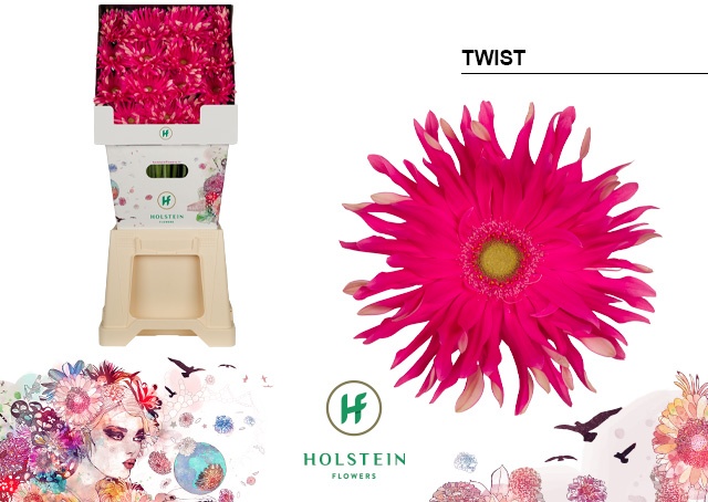 Срезанные цветы оптом Gerbera diamond gerpasta twist от 45шт из Голландии с доставкой по России