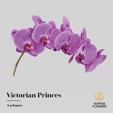 Срезанные цветы оптом Phalaenopsis victorian princess (per stem) от 13шт. из Голландии с доставкой по России