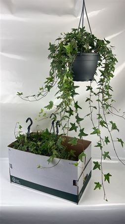 Горшечные цветы и растения оптом Hed He Mona Lisa от 4шт из Голландии с доставкой по России