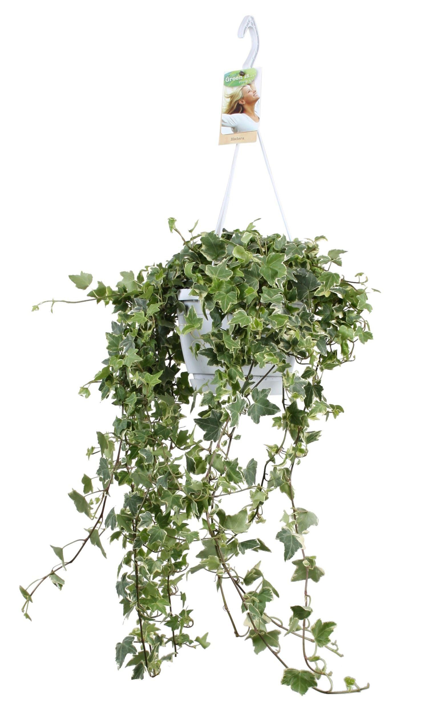 Горшечные цветы и растения оптом Hedera Helix Eva Hangpot от 1шт из Голландии с доставкой по России