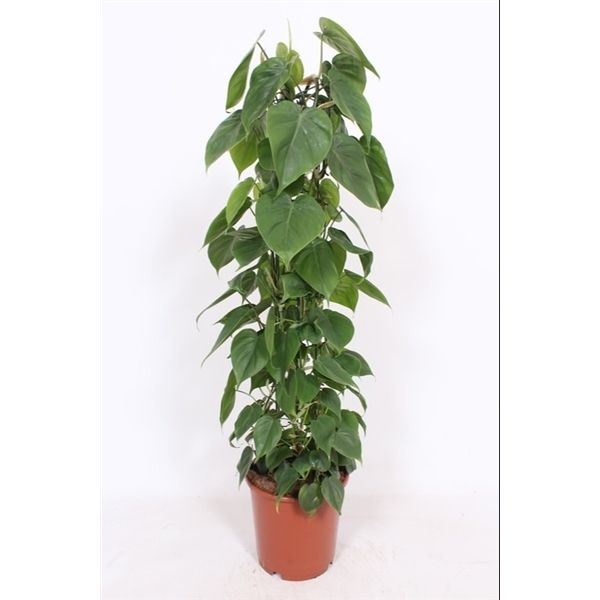 Горшечные цветы и растения оптом Philodendron Scandens от 1шт из Голландии с доставкой по России