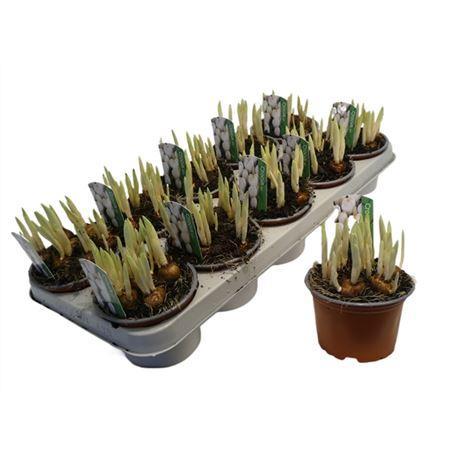 Горшечные цветы и растения оптом Crocus Wit от 10шт из Голландии с доставкой по России