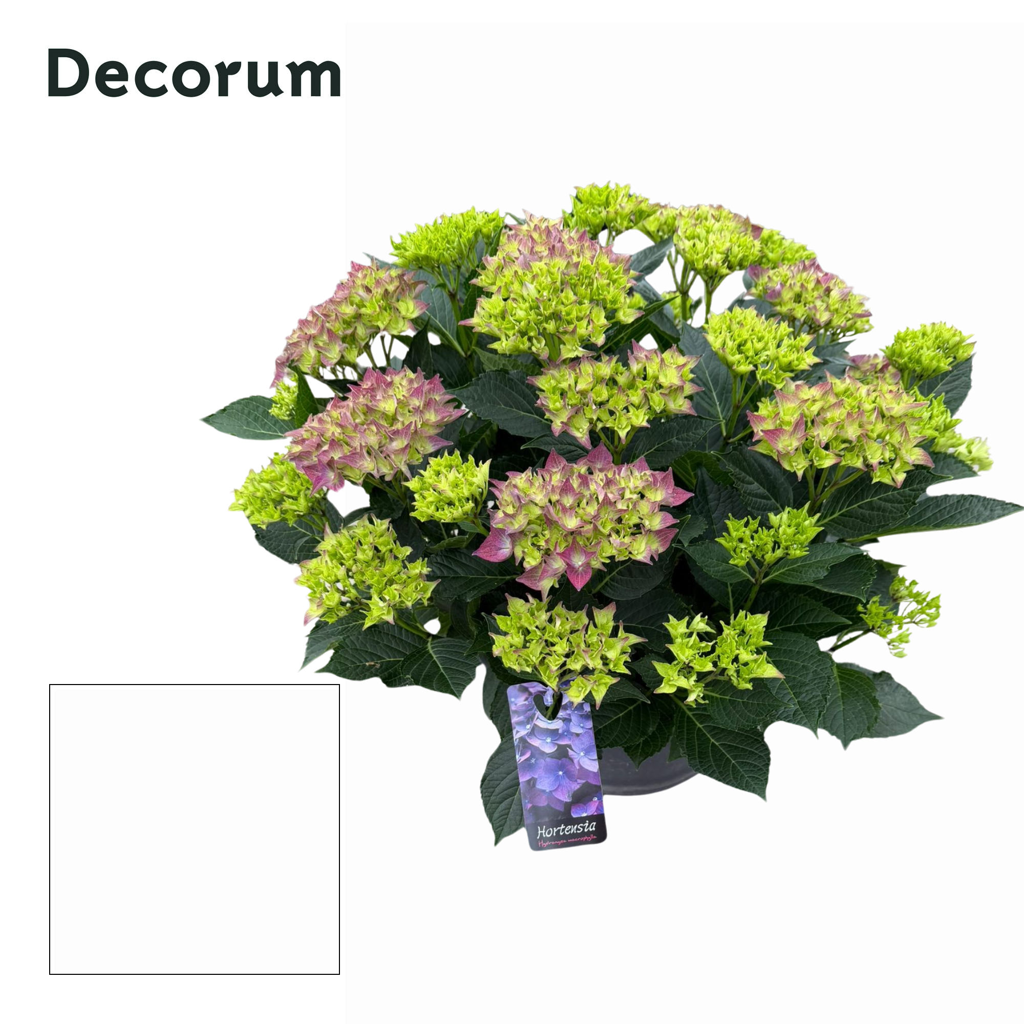 Горшечные цветы и растения оптом Hydrangea Ma Purple 25+ (decorum) от 1шт из Голландии с доставкой по России