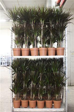 Горшечные цветы и растения оптом Dra Marg Magenta 60-30-15 Cm от 1шт из Голландии с доставкой по России