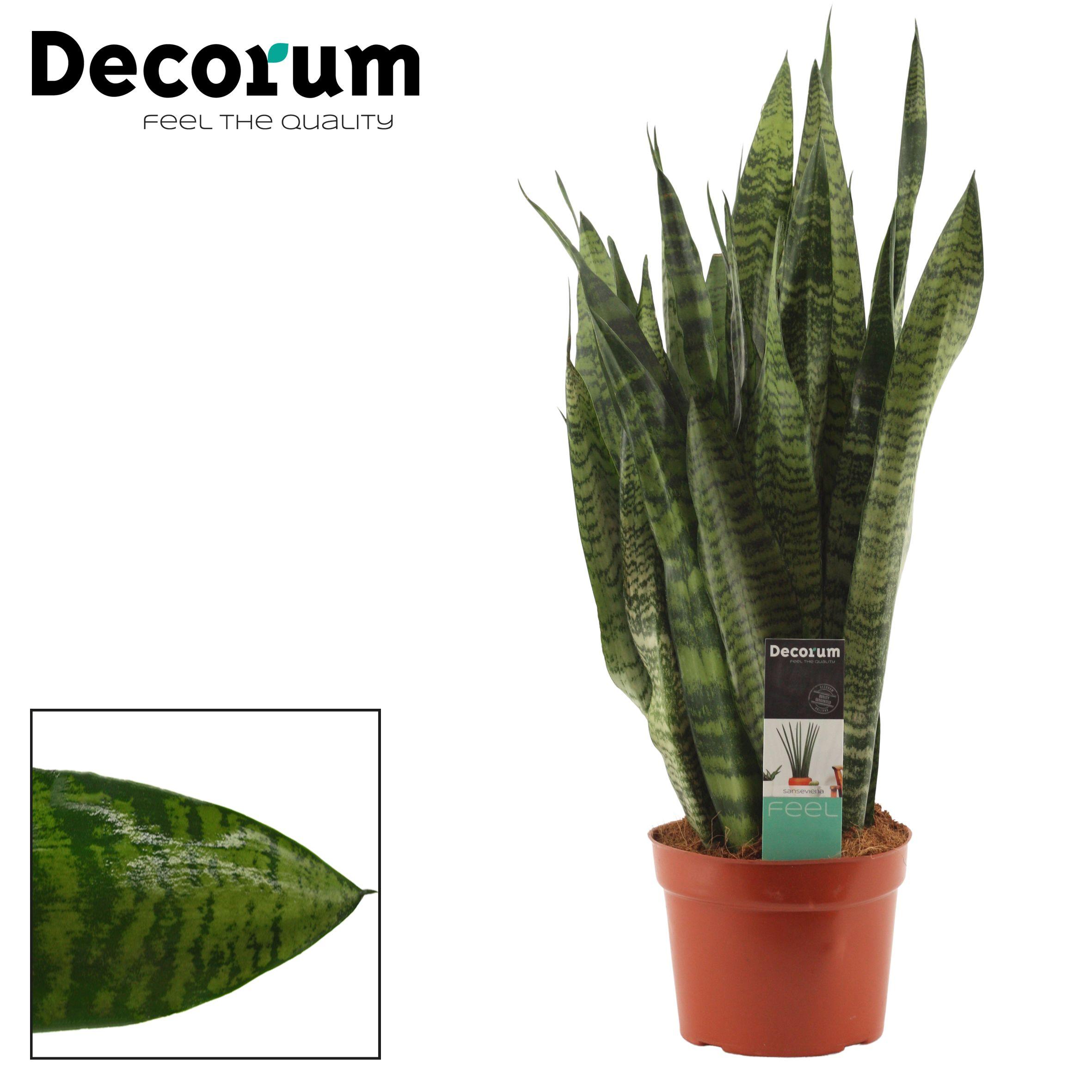 Горшечные цветы и растения оптом Sansevieria Zeylanica  (decorum) от 6шт из Голландии с доставкой по России