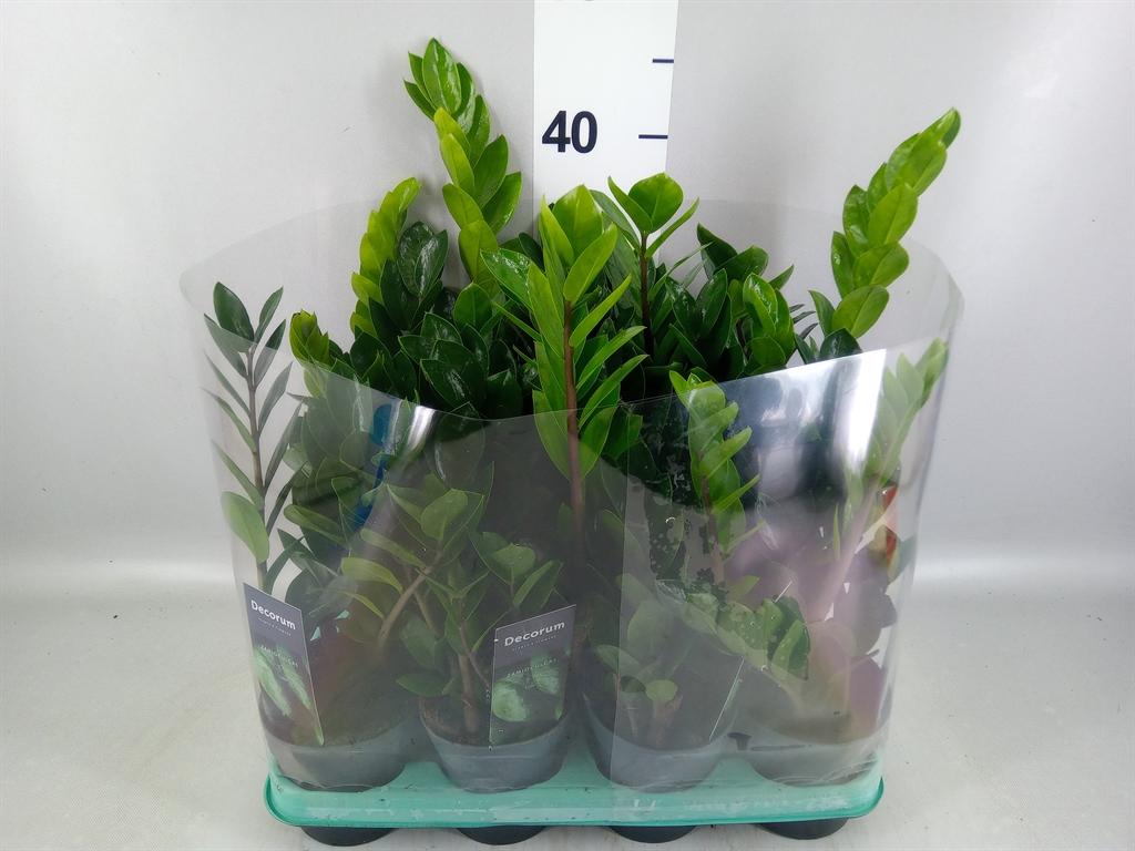 Горшечные цветы и растения оптом Zamioculcas Zamiifolia lima от 11шт из Голландии с доставкой по России