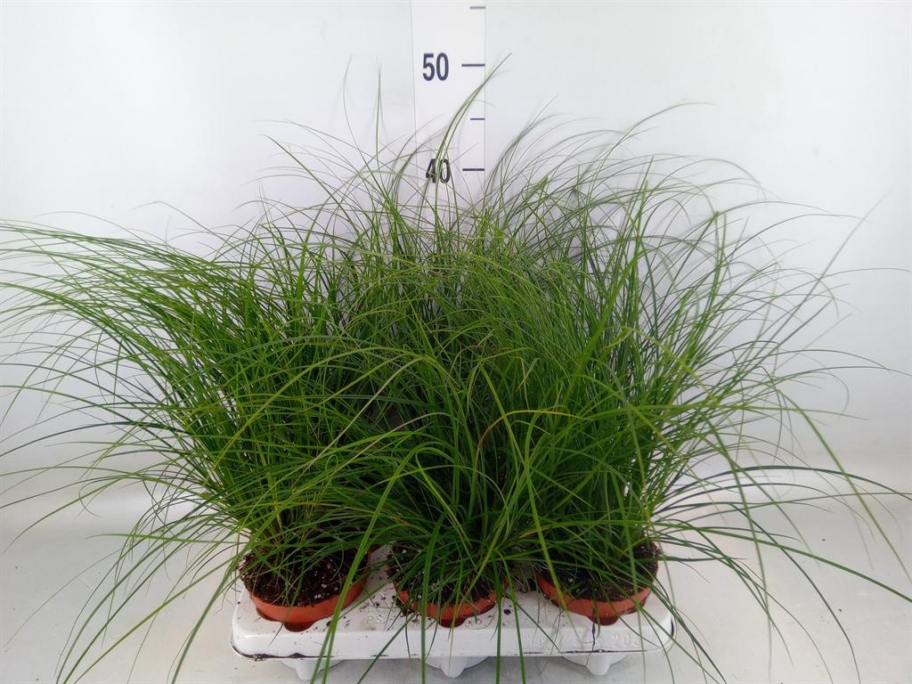 Горшечные цветы и растения оптом Carex Brunnea от 6шт из Голландии с доставкой по России