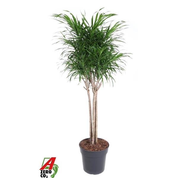 Горшечные цветы и растения оптом Dracaena Anita Variegata от 1шт из Голландии с доставкой по России