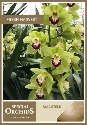 Срезанные цветы оптом Cymbidium green machteld от 6шт из Голландии с доставкой по России