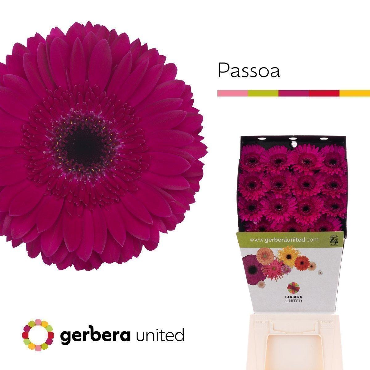 Срезанные цветы оптом Gerbera diamond passoa от 30шт из Голландии с доставкой по России