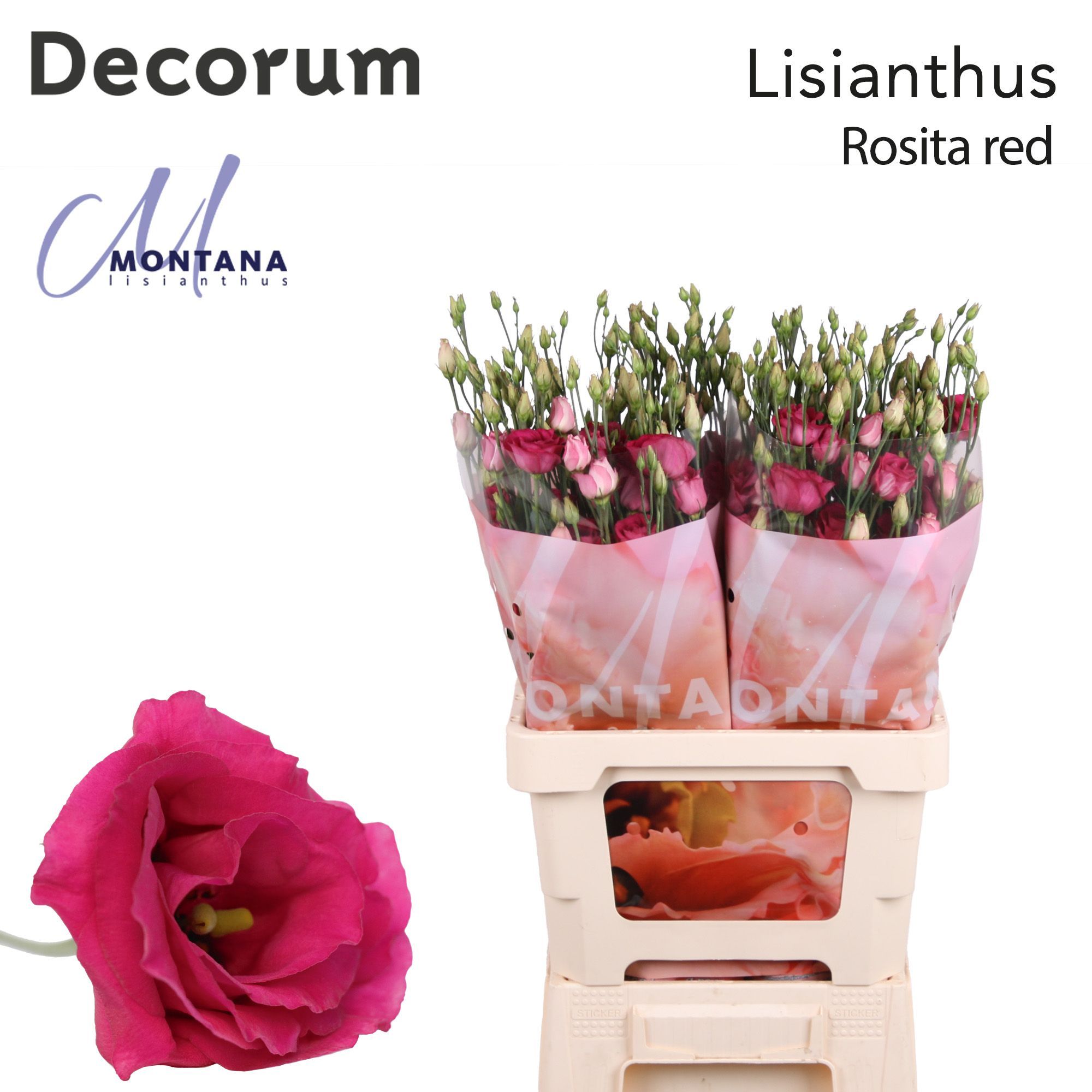 Срезанные цветы оптом Lisianthus do rosita red от 20шт из Голландии с доставкой по России