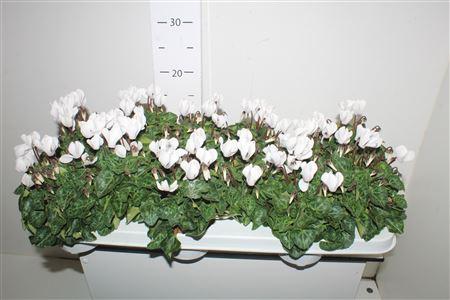 Горшечные цветы и растения оптом Cyclamen Mini White от 12шт (для телеги) из Голландии с доставкой по России