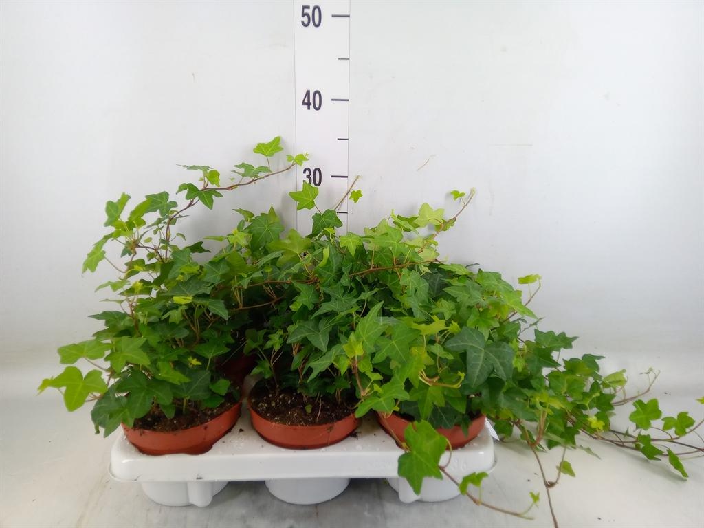 Горшечные цветы и растения оптом Hedera He Pittsburgh от 6шт из Голландии с доставкой по России