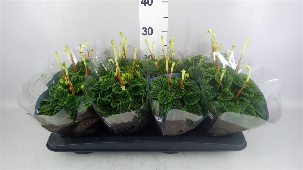 Горшечные цветы и растения оптом Peperomia Caperata lilian от 8шт из Голландии с доставкой по России