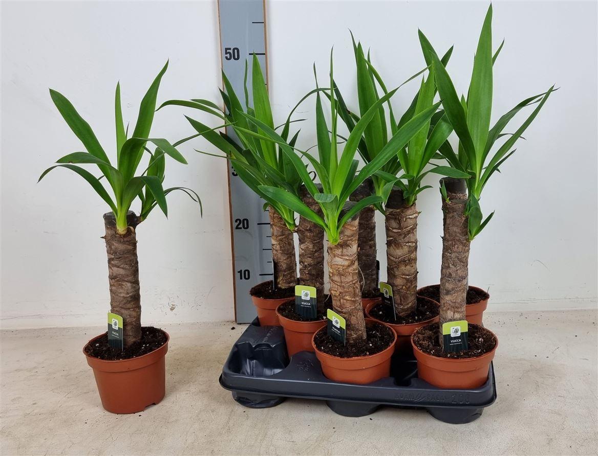 Горшечные цветы и растения оптом Yucca 15cm Stem 25cm 1+ Budget от 10шт из Голландии с доставкой по России