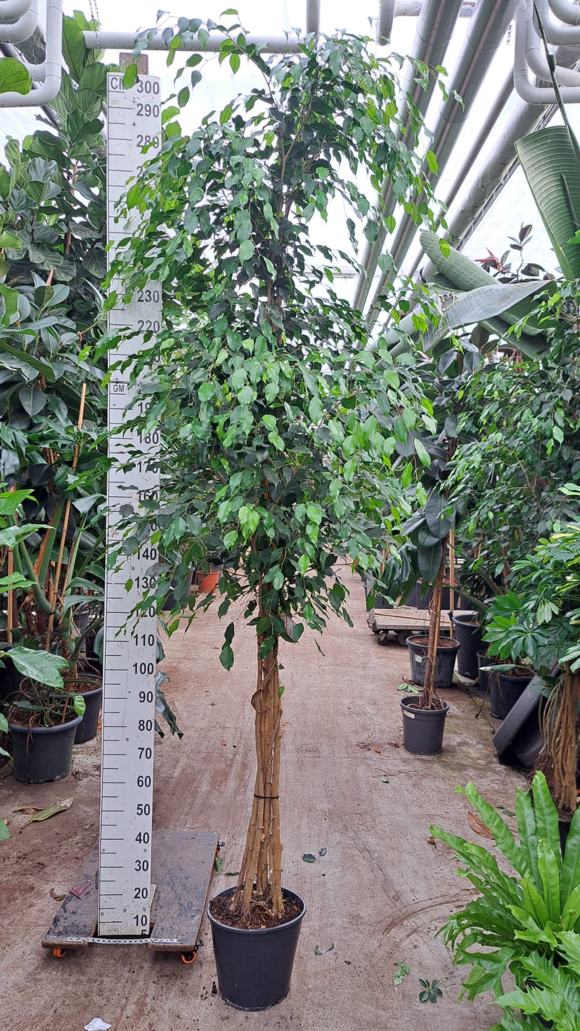 Горшечные цветы и растения оптом Ficus Exotica Multistam от 1шт из Голландии с доставкой по России