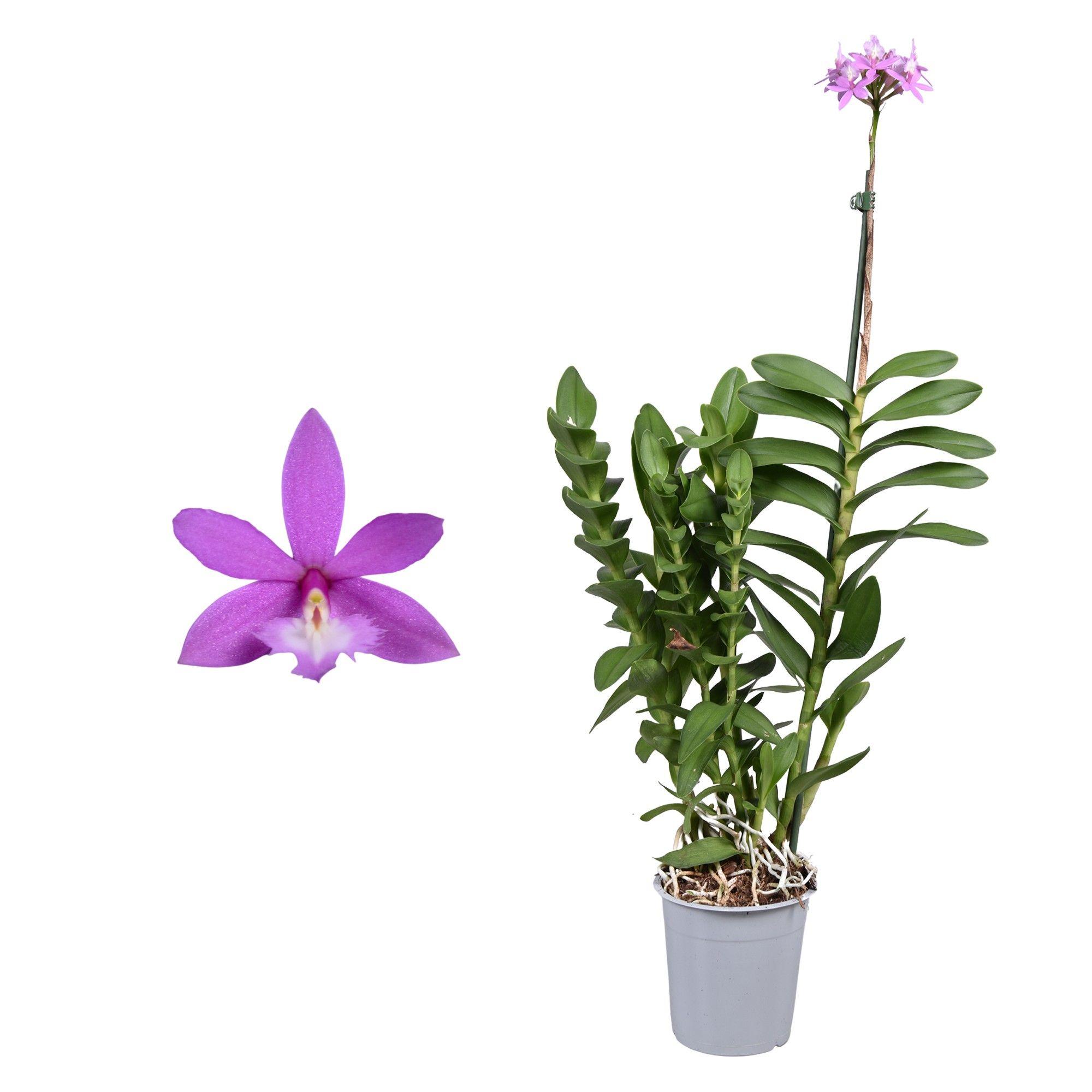 Горшечные цветы и растения оптом Epidendrum 1st Purple от 6шт из Голландии с доставкой по России