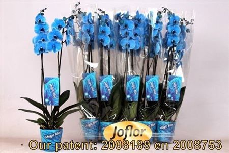 Горшечные цветы и растения оптом Phal Blue 2 Branches 18+ от 10шт из Голландии с доставкой по России