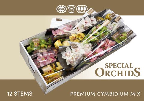 Срезанные цветы оптом Cymbidium mix от 10шт. из Голландии с доставкой по России