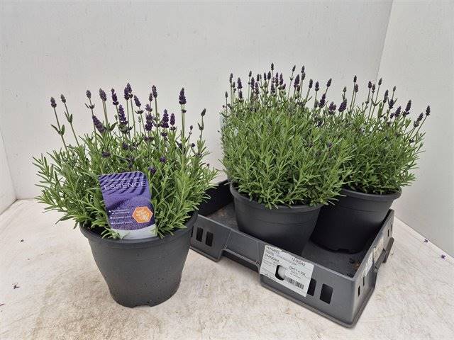 Горшечные цветы и растения оптом Lavandula An Essence Pur от 3шт из Голландии с доставкой по России